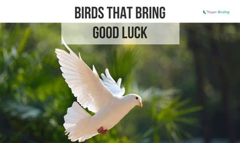 lucky bird .